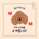 멜리애견유치원 이미지