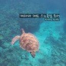놀보가 | 와따오키나와 케라마 제도 스노클링 투어 후기 🐢 | 오키나와 2월 여행 | 여자 혼자 여행