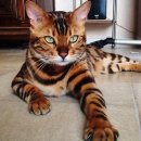 쥬디캣(Judy Cat) | 토이거Toyger 장난감호랑이를 닮은 고양이에 대한 모든 것 꼰두부블로그