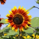 해바라기농장 이미지