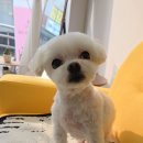 눈부시개 | 주안애견미용에서 말티즈 1cm 알머리미용 하고 온 후기 ✂️🐶 눈이부시개 방문기