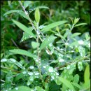 황토마루 이미지