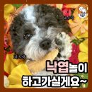 쉐이크테일 강아지 애견 유치원 호텔 미용 이미지