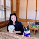 고고하개 이미지