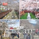 야구장앞홈플러스(자유무역지역후문방면) | 계절제철 2025 진해군항제 벚꽃축제