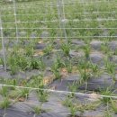 정민농장 이미지