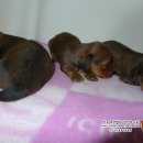 리코리아몰 이미지