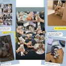 미오미오 고양이분양 이미지