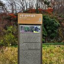 [고창] 선운산 선운사(禪雲寺) 애기단풍.(1편) 이미지