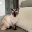 고양이병원 소설 | 판교 고양이 내과 전문병원 소설 예약 준비