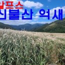 억새 천국 신불산(영남알프스) 억새 산행 이미지