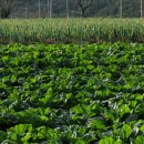 진도향기특산품 이미지