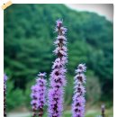 숲속건강나라 이미지