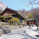 사자사지 이미지