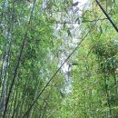 숲속의맑은향기 이미지