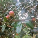 시스케이프 이미지