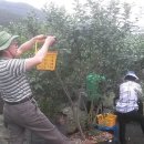 이해영 농장 이미지