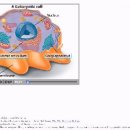 Vesicle Budding and Fusing 이미지