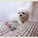 청진약품 이미지