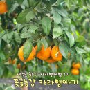 건이농장 | 제주 서귀포 꽃귤농장 귤따기체험 시기 카라향 딴 후기