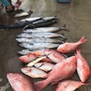 red snapper and king fish trip at Freeport tx 이미지