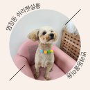 염창제일동물병원