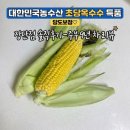 초당옥수수 추천 찌는법 전자레인지 레시피 직접 먹어보고 느낀 장단점 후기