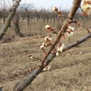 동부꽃농원 이미지