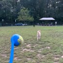 도그뉴스 | [DC&amp;NY 여행일기] Day1. 미국 입국심사, 도그 파크, National mall