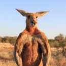 시드니(1) 이미지