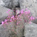 [현대드림산악회 4월13일 정기산행지 - 대구 비슬산(해발1083m)] 이미지