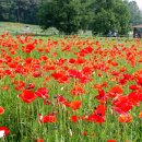 자연이 깃든 농장 이미지