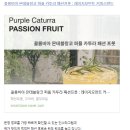지전여자 | 레이지모먼트 스탠드 콜롬비아 패션후르츠 원두 구매 및 핸드드립 후기 #홈카페