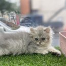 멍앤멍스 이미지