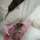 아쿠아 종합동물병원 네이버블로그