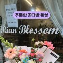 리안블라썸 이미지