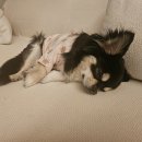 마리네 동물병원 이미지