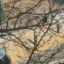 작은새 | 선운 지구 작은 새의 응원 국어 훈련 선운 학원 원장의 글