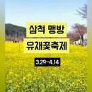맹방유채꽃마을 | 삼척 유채꽃마을 삼척맹방유채꽃축제 후기
