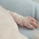 멍멍이 이발소 이미지