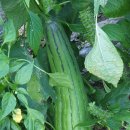 삿갓농장 이미지