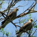 새 하나농장 이미지