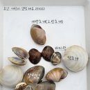 부안 대항리 갯벌 패각류 이미지