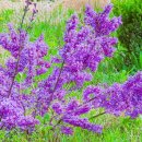 장충단공원 이미지