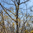 가동옛길 37 | 진달래가 한창인 양평백운봉 등반후 남한강 주변 나들이 2024년 4월 12일, 13일 양평쉬자파크, 양평...