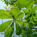 새순약국 이미지