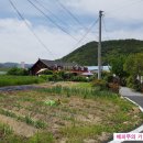 코스모스와 메밀가든 이미지