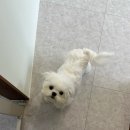 온댕 이미지