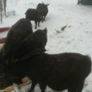 실로암 농장 이미지