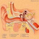 메니에르병 (Meniere's disease) 이미지